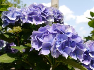 blaue Hortensie