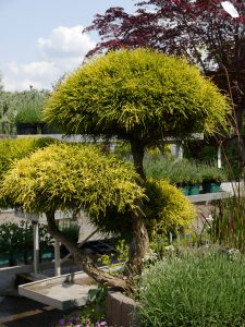 Gelbe Fadenzypresse Bonsai
