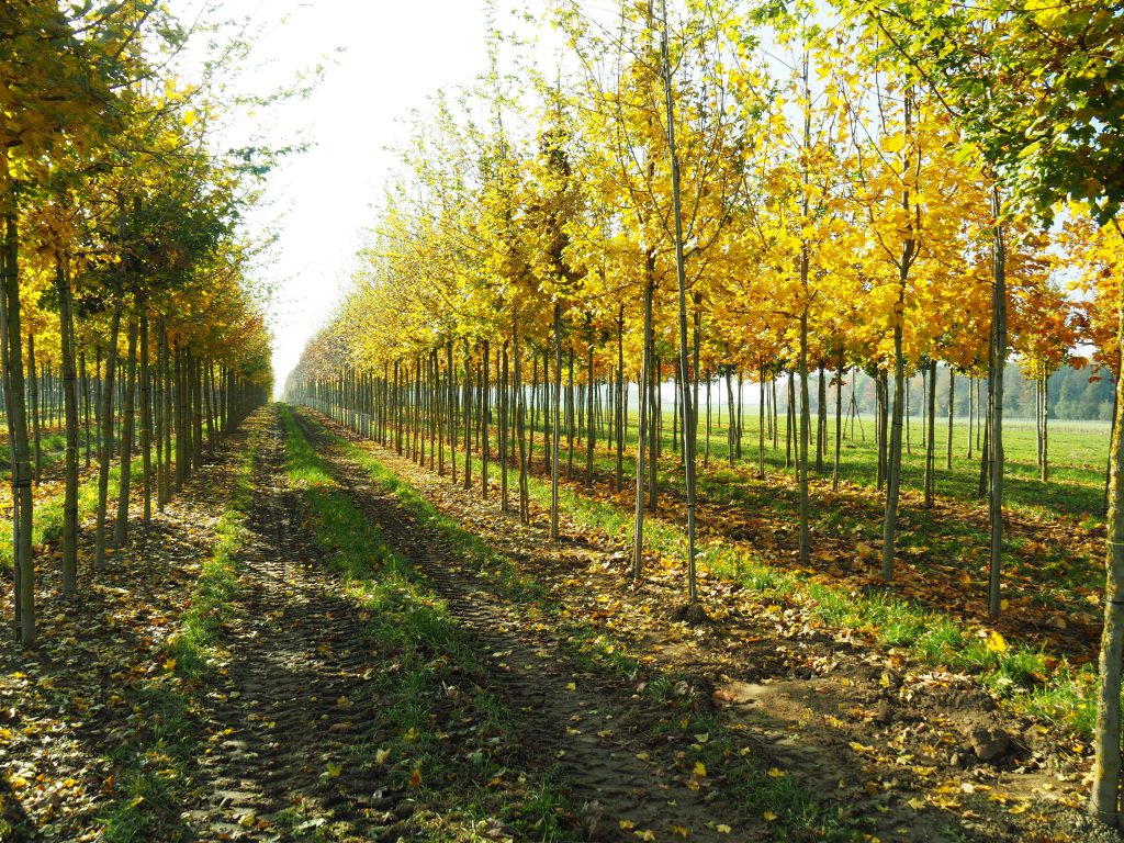 Herbstfärbung Hochstämme Baumschule