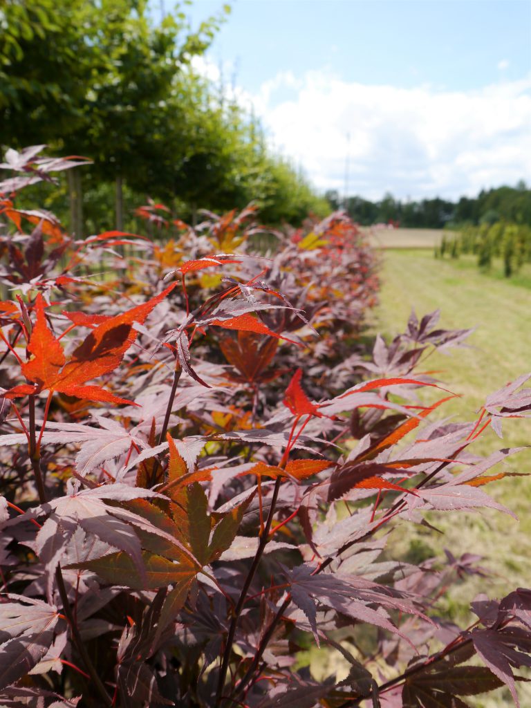 Karl Schlegel Baumschulen