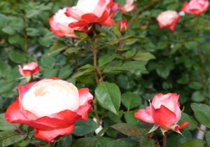 Farbverlauf Rose Weiß Rot