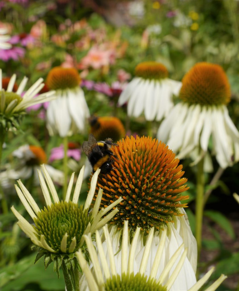 Hummel auf weißem Sonnenhut