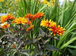 Gelbe Blüten und dunkles Laub