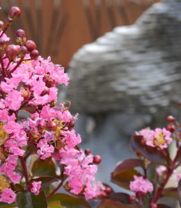 Rosa Blüten und Knospen