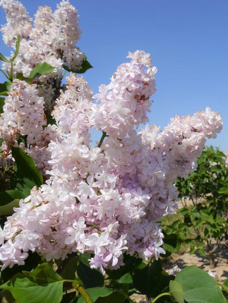 Fliederblüten rosa