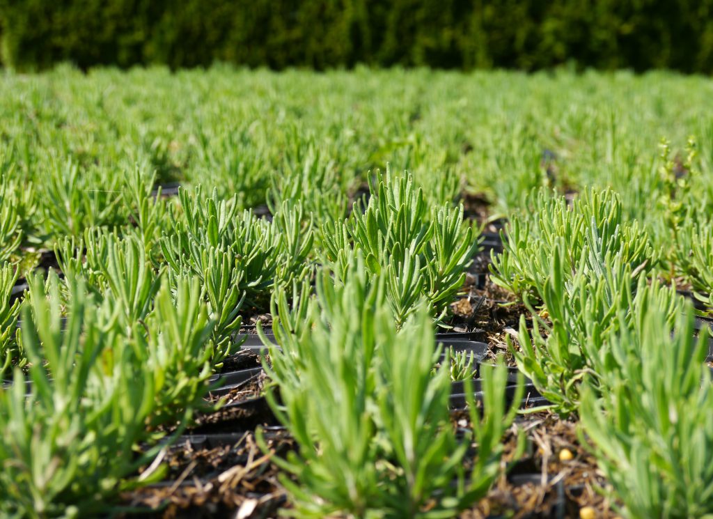 Lavendel Jungpflanzen