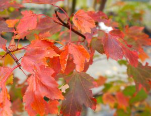 Feuerahorn Blätter Herbst