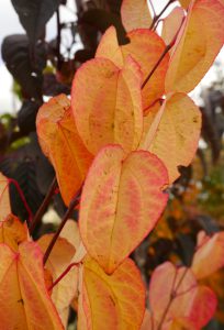 Kuchenbaum Herbstfärbung