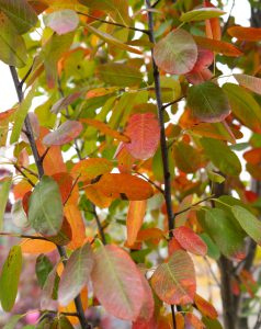 Felsenbirne Herbstfärbung