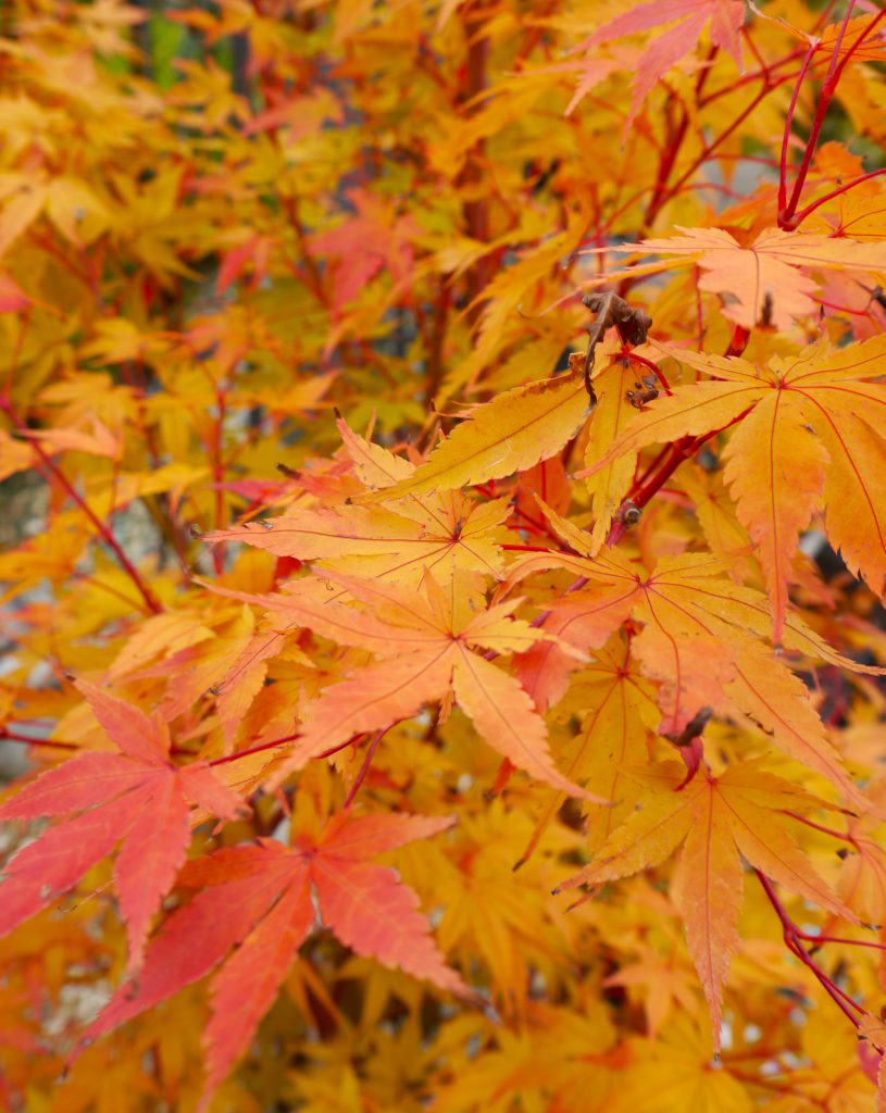 Japanischer Ahorn orange