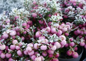 Gaultheria rosa