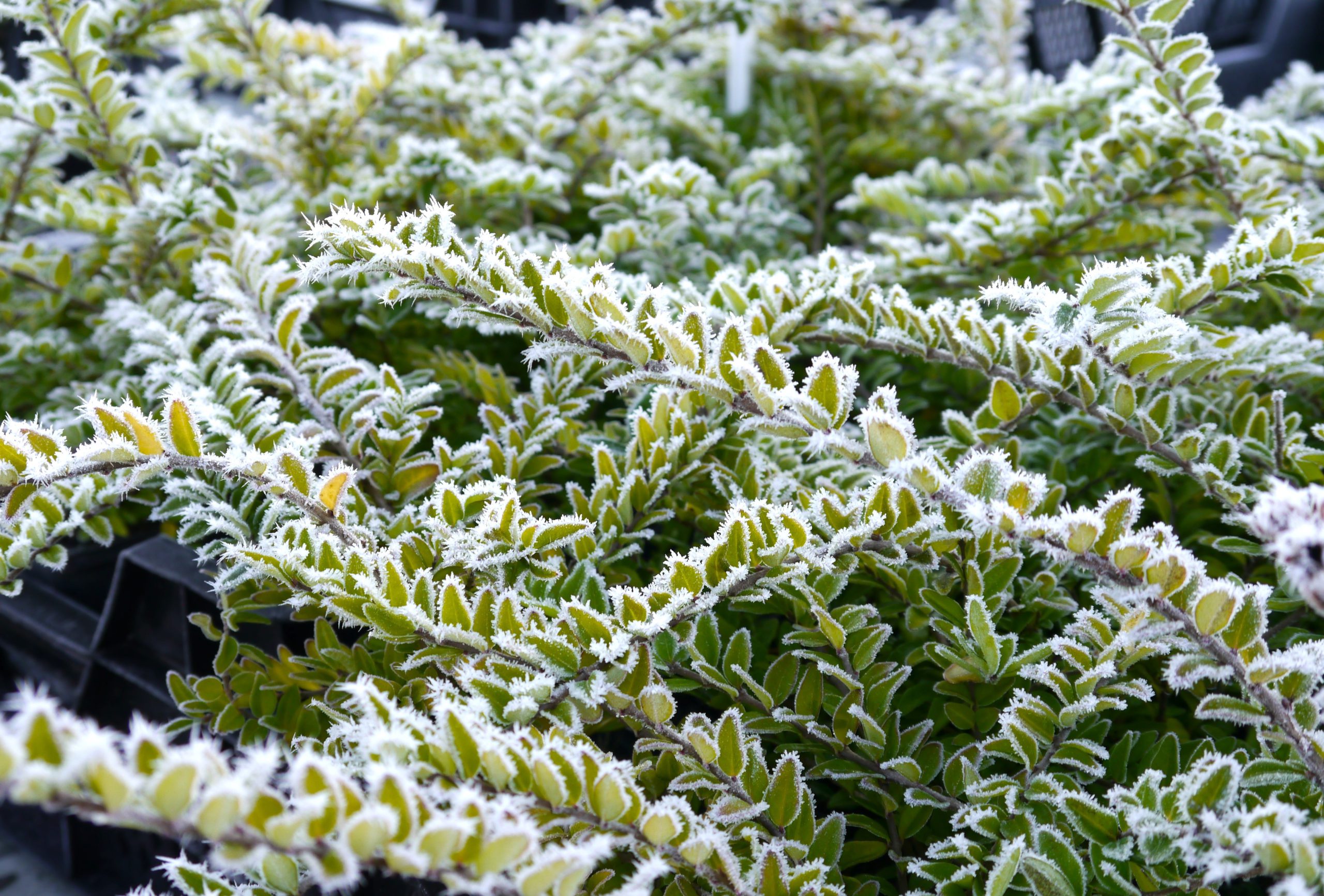 Lonicera Maigrün Raureif