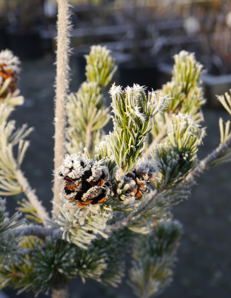 Kiefer Zapfen Raureif