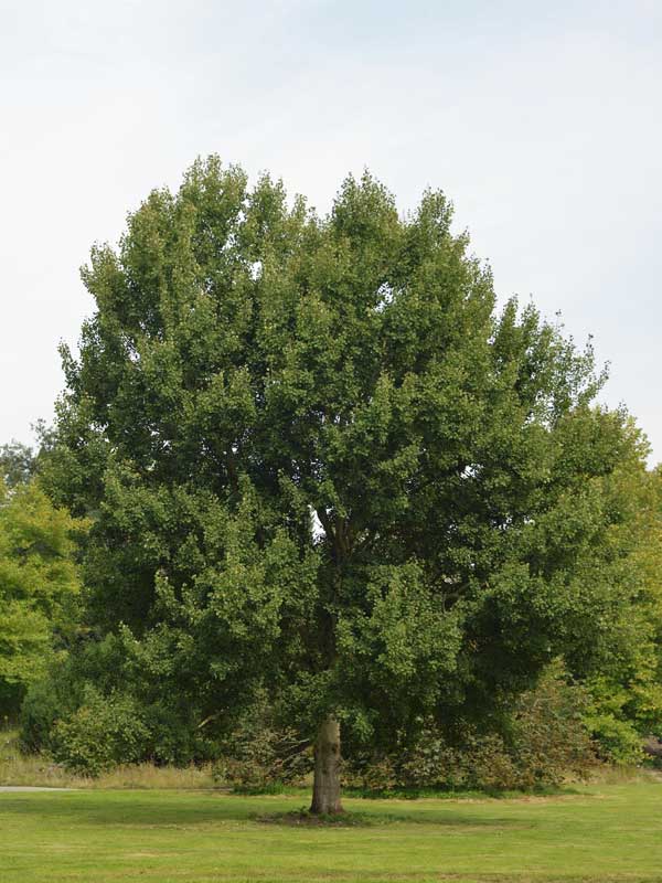 Baum des Jahres 2026