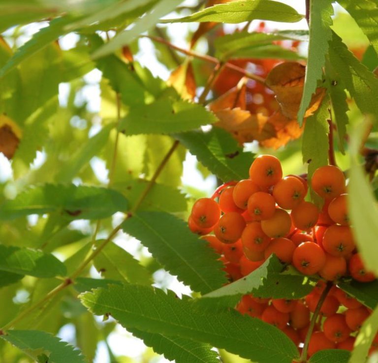 Orangenrote Beeren hängen an einem Zweig mit grünen Blättern.