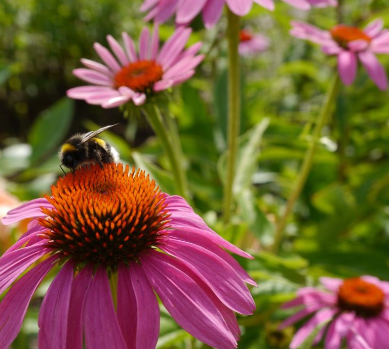 Eingangsbereich des Gartencenters mit Pflanztischen und blühenden Pflanzen