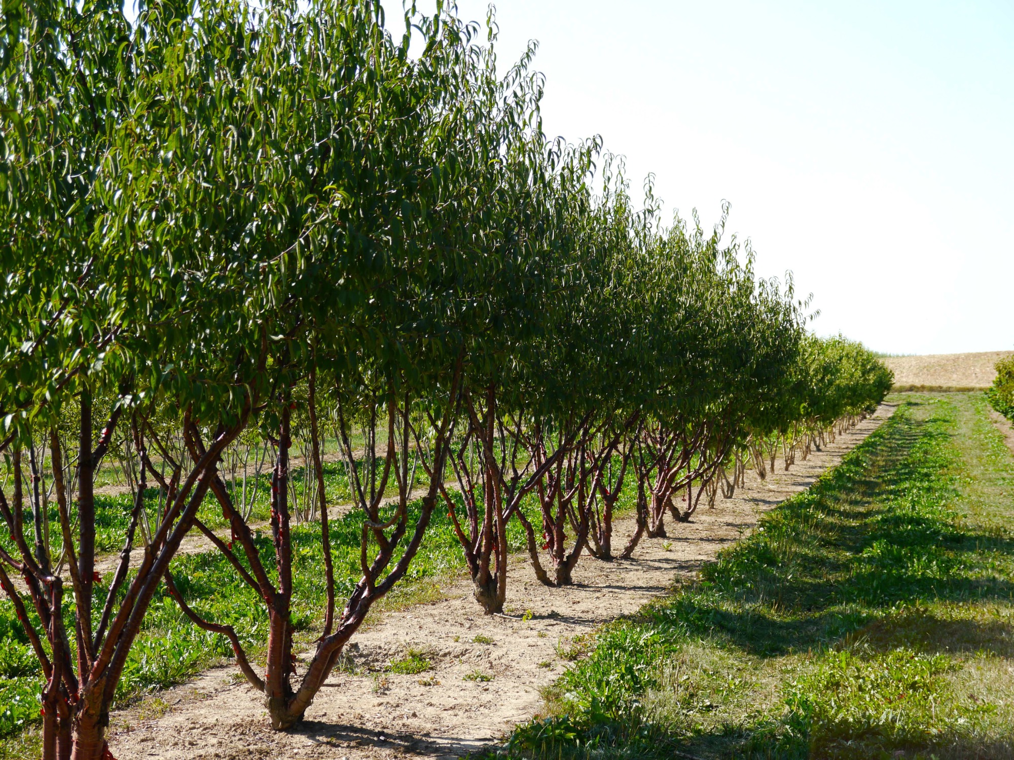 Prunus serrula mehrstämmig Reihe von Bäumen in einer grünen Landschaft unter klarem Himmel.