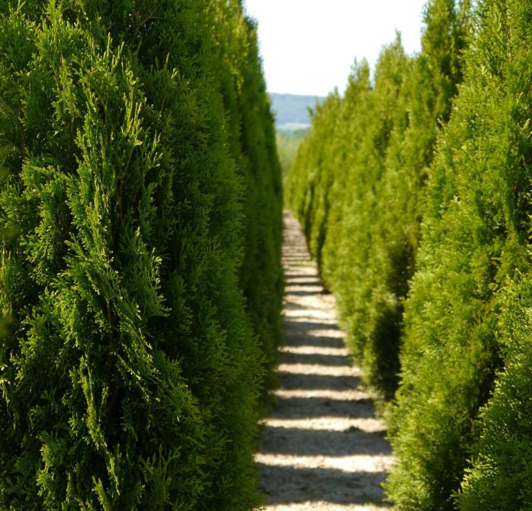 Schmaler Weg zwischen hohen, grünen Thuja Pflanzen.