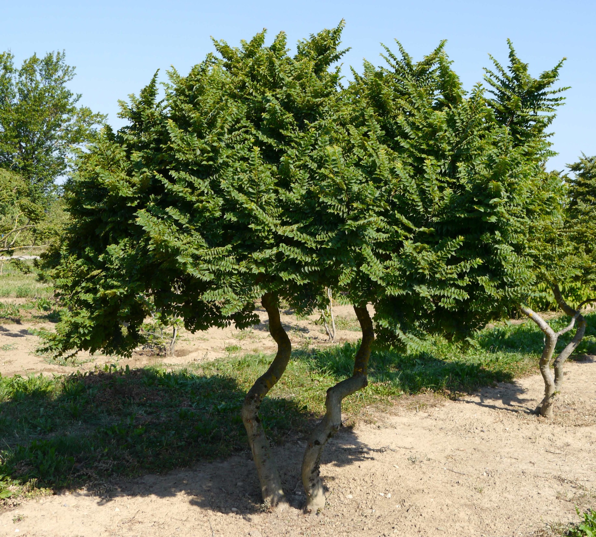 Ulmus jacqueline hillier Schiefer Baum mit dichten, grünen Nadeln und gebogenem Stamm im Freien.