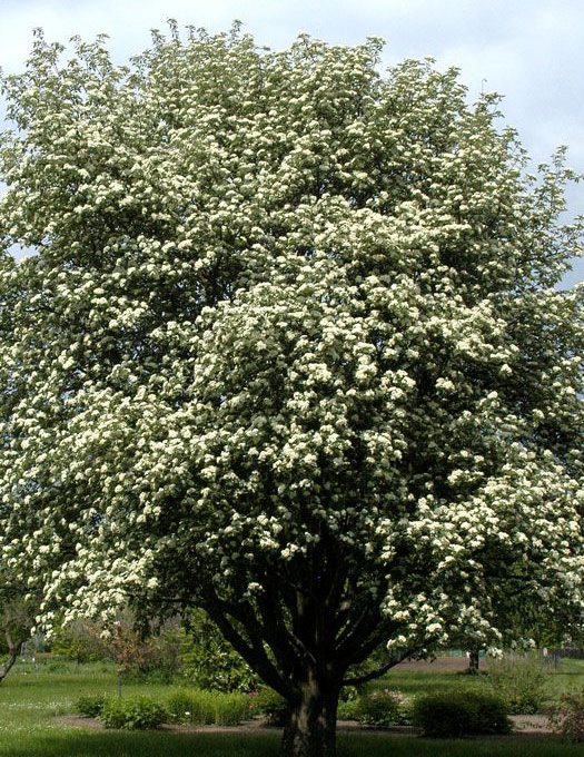 Blühender Baum mit üppiger weißer Blütenpracht im Freien.