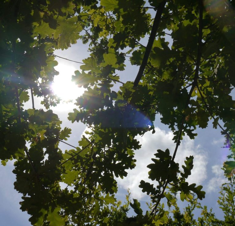 Sonnenlicht, das durch das Blätterdach von Eichen scheint.