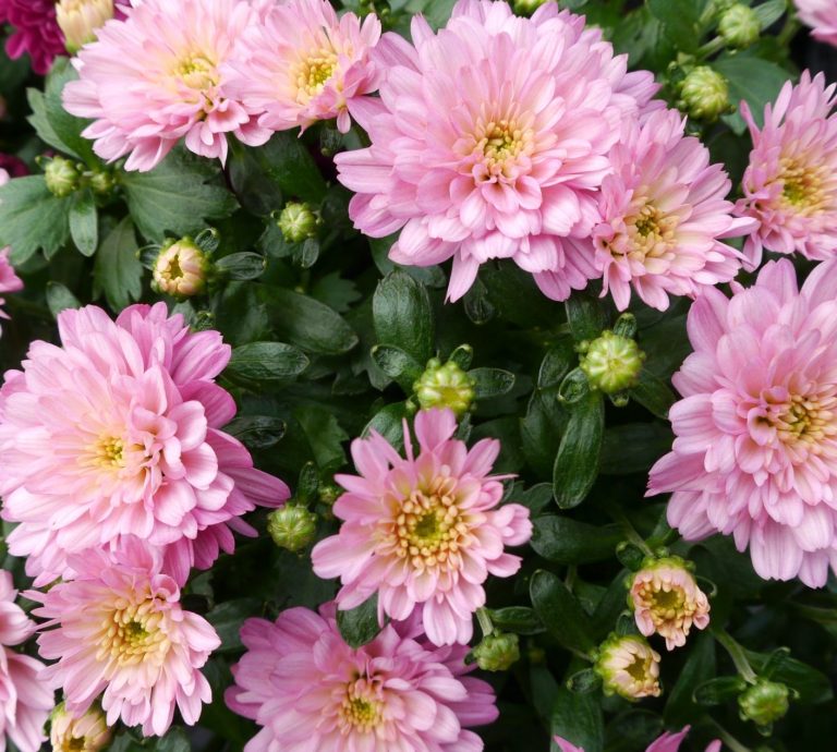 Eingang Gartencenter Eingangsbereich des Gartencenters mit Pflanztischen und blühenden Pflanzen