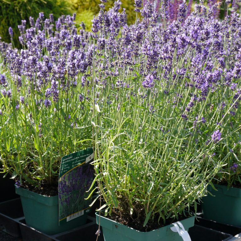 Topf mit blühendem Lavendel, violette Blüten und grünes Blattwerk.