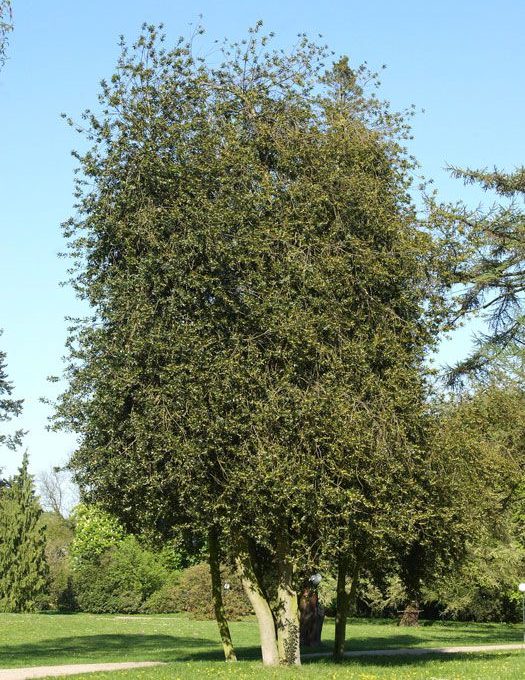 Hohe Stechpalme mit grünen Blättern vor klarem, blauem Himmel.