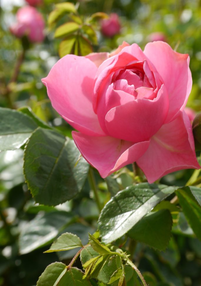 Eine rosa Rose mit grünen Blättern in einer Gartenumgebung.