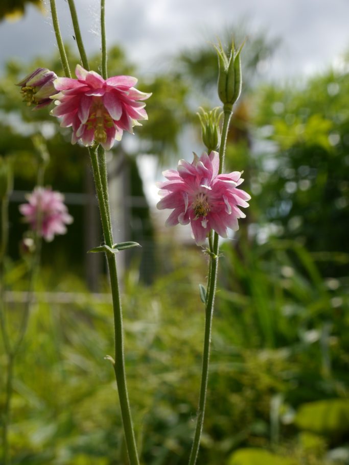Zarte, rosa Blüten mit grünen Blättern vor unscharfem Hintergrund.