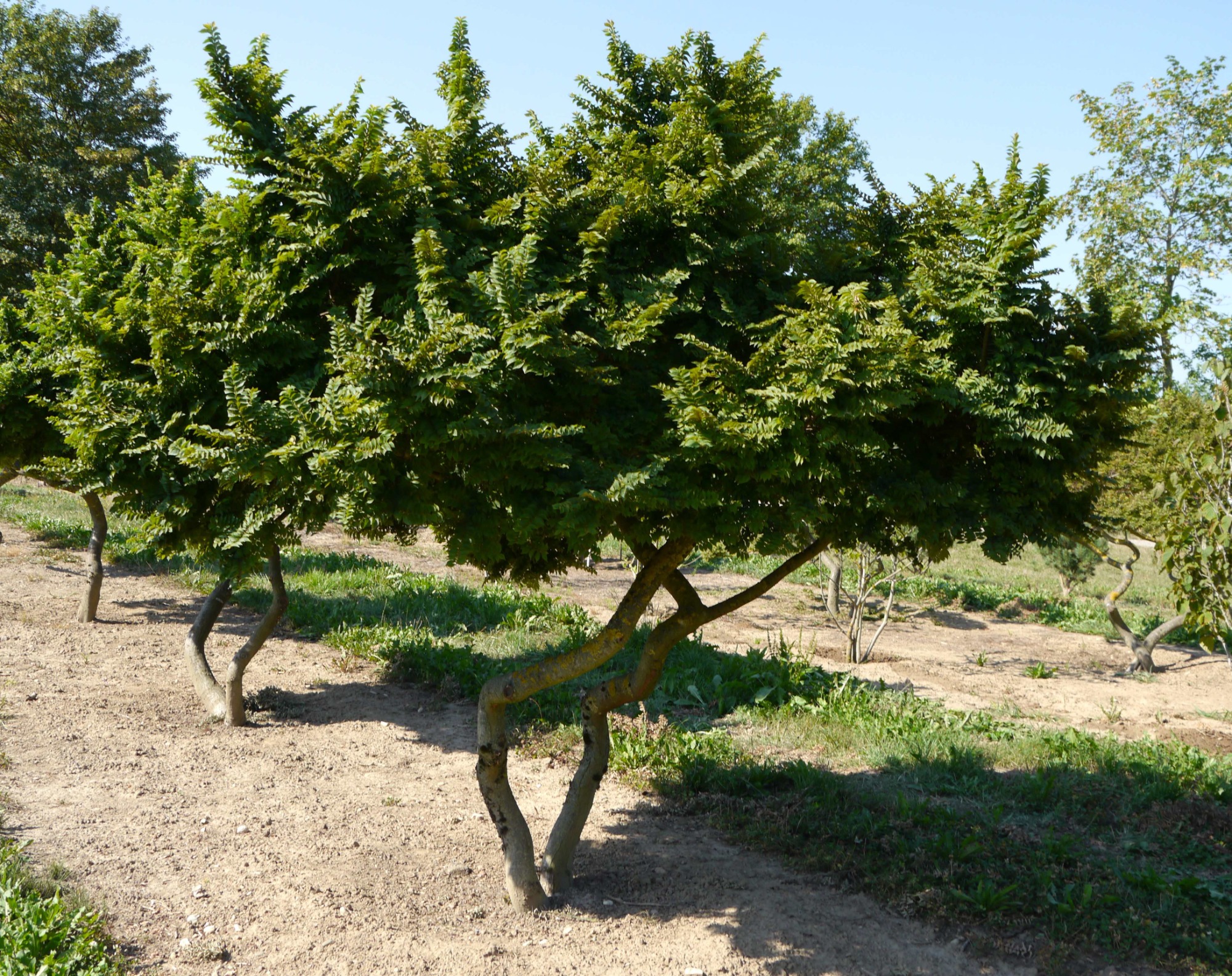 Ulmus jacqueline hillier Ein skurril gewachsener Baum mit gekrümmtem Stamm und dichten, grünen Zweigen.