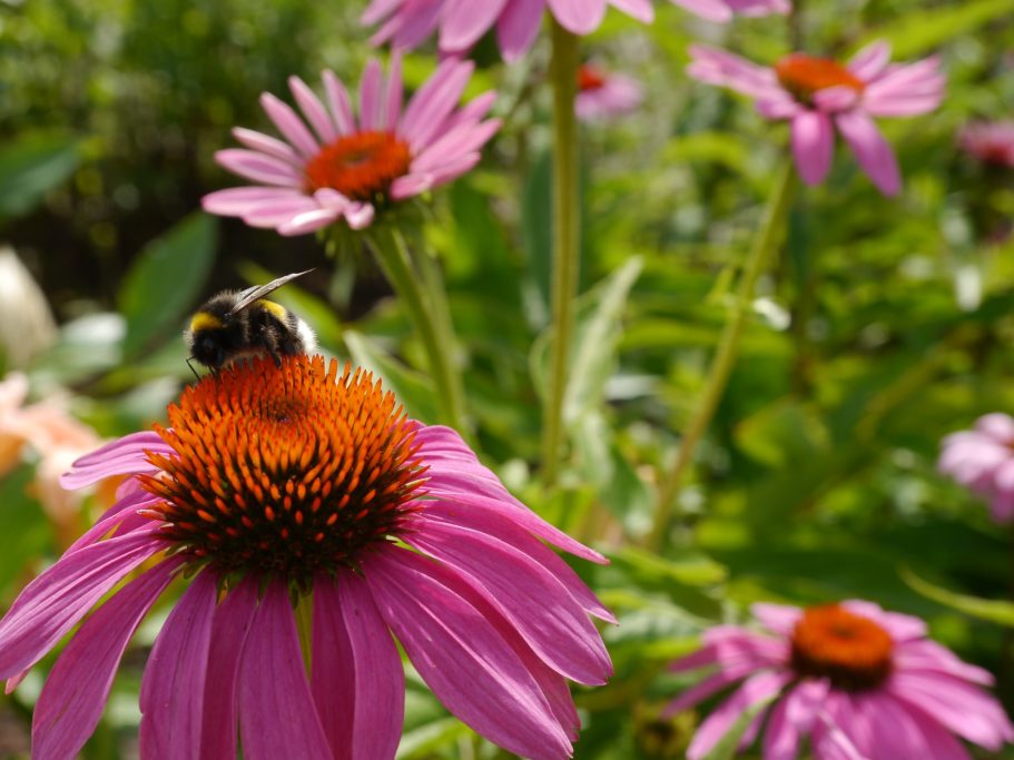 Biene sitzt auf einer Echinacea-Blüte vor rosa Blumen im Hintergrund.