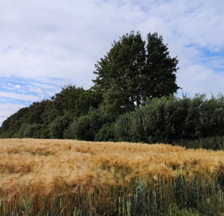 Ein goldenes Feld mit Weizen im Vordergrund und Bäume im Hintergrund.