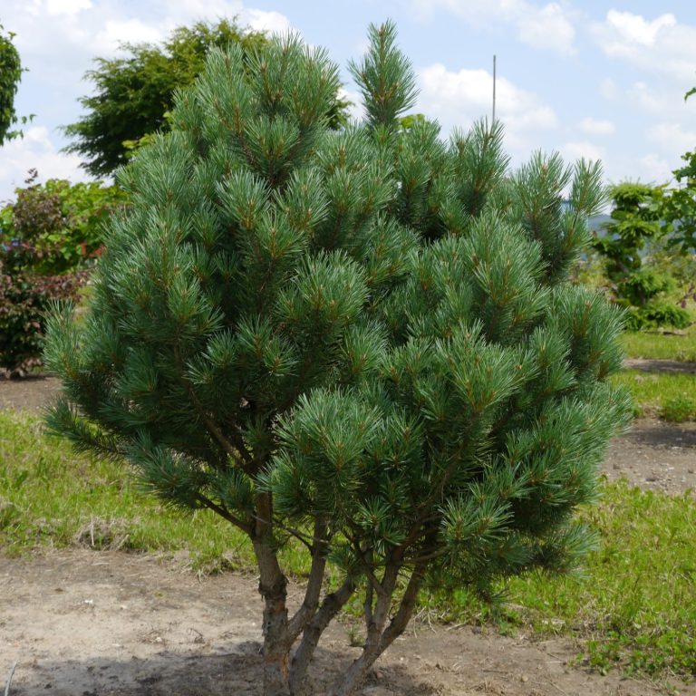 Nadelbaum mit grün-blauen Nadeln, buschig und kompakt gewachsen.