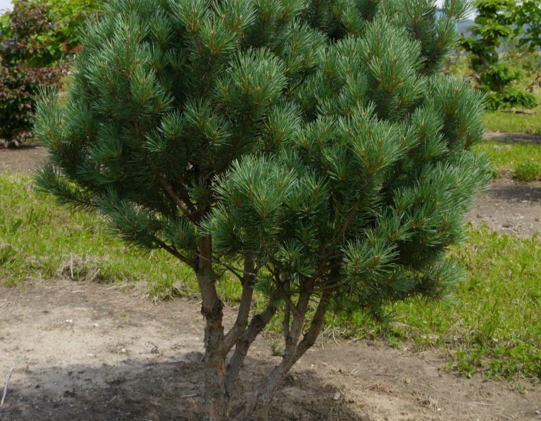 Mehrstämmige Pflanzen Nadelbaum mit grün-blauen Nadeln, buschig und kompakt gewachsen.