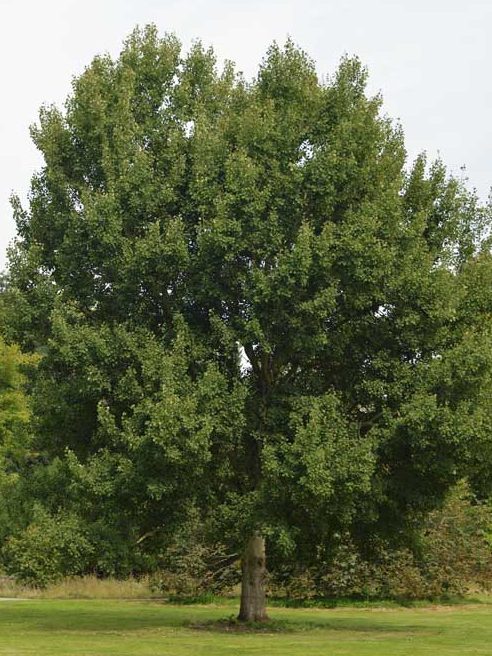 Großer, gesunde Zitterpappel mit dichter, grüner Belaubung auf einer Wiese.