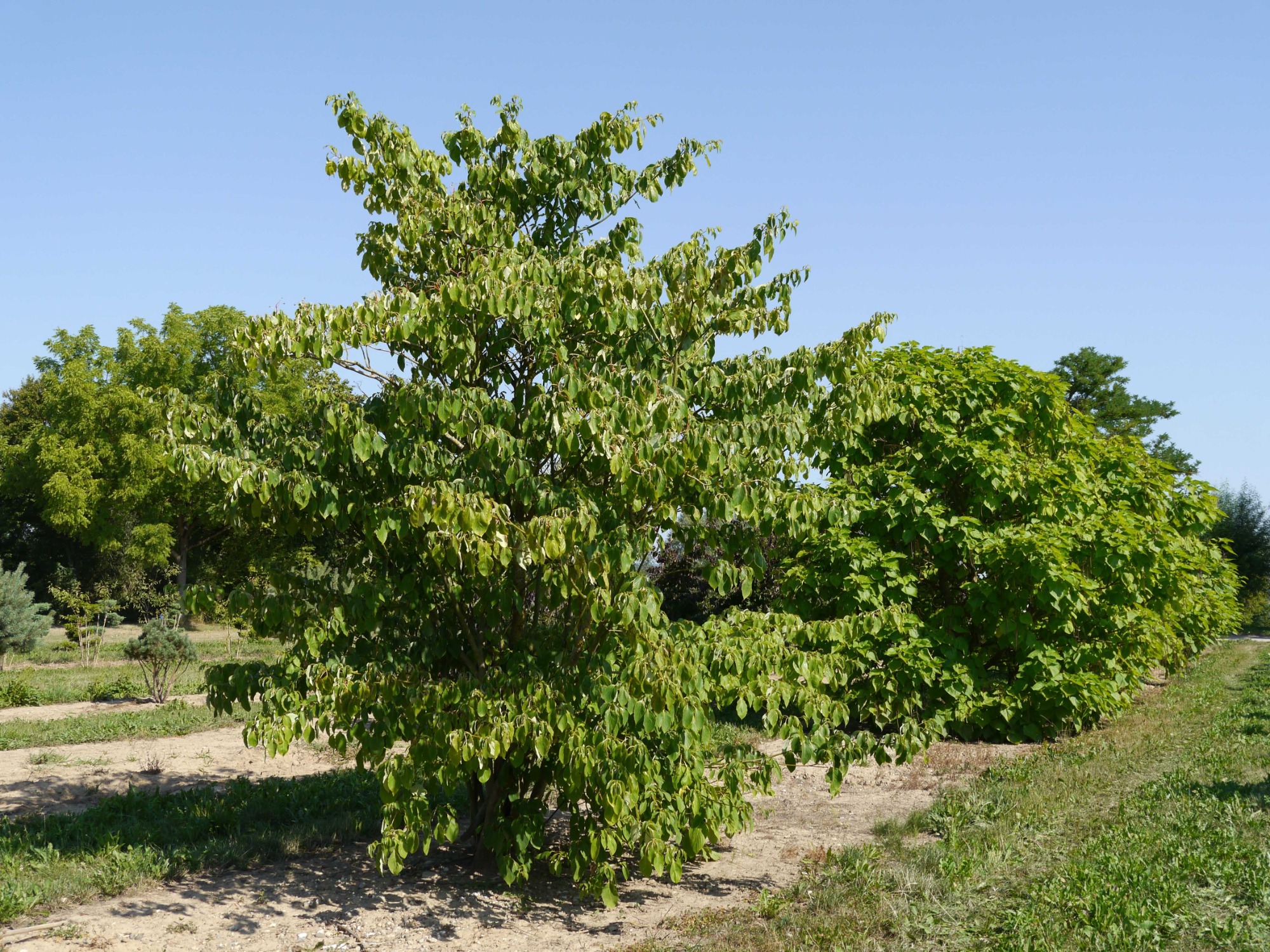 Mehrstämmiges Gehölz Grüner Baum mit dichtem Blattwerk, umgeben von niedrigem Gras und blauem Himmel.