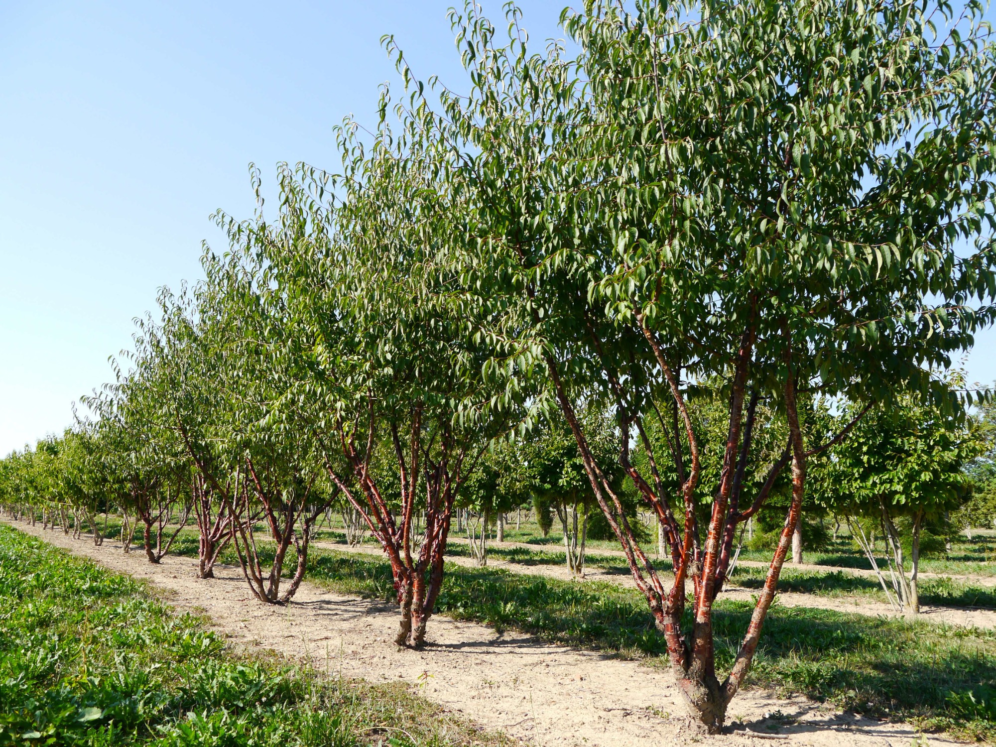 Prunus serrula mehrstämmig Reihe von Bäumen mit grünen Blättern und rotbrauner Rinde in einem Feld.