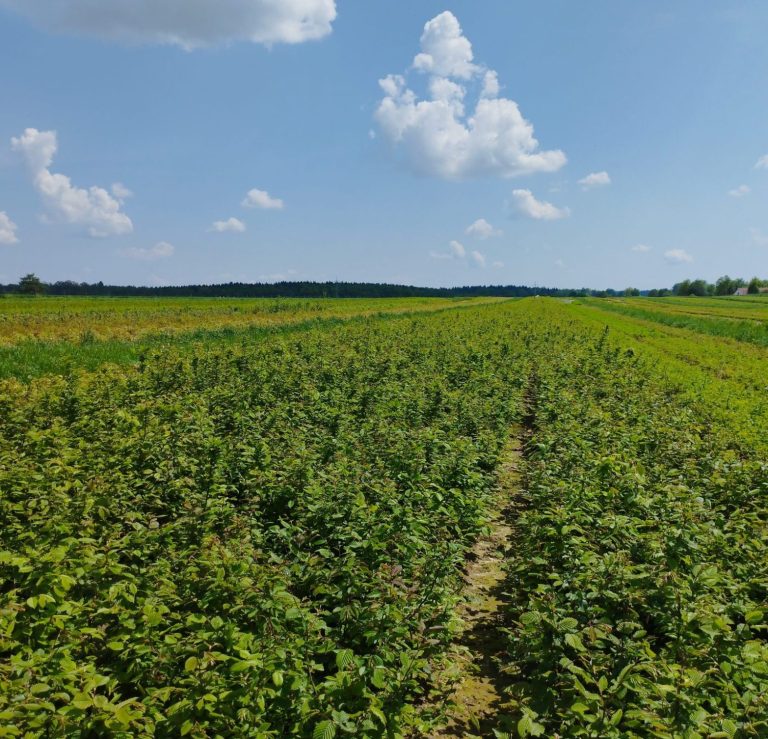 Grünes Feld mit üppigen Forst-Pflanzen und blauem Himmel mit vereinzelten Wolken.