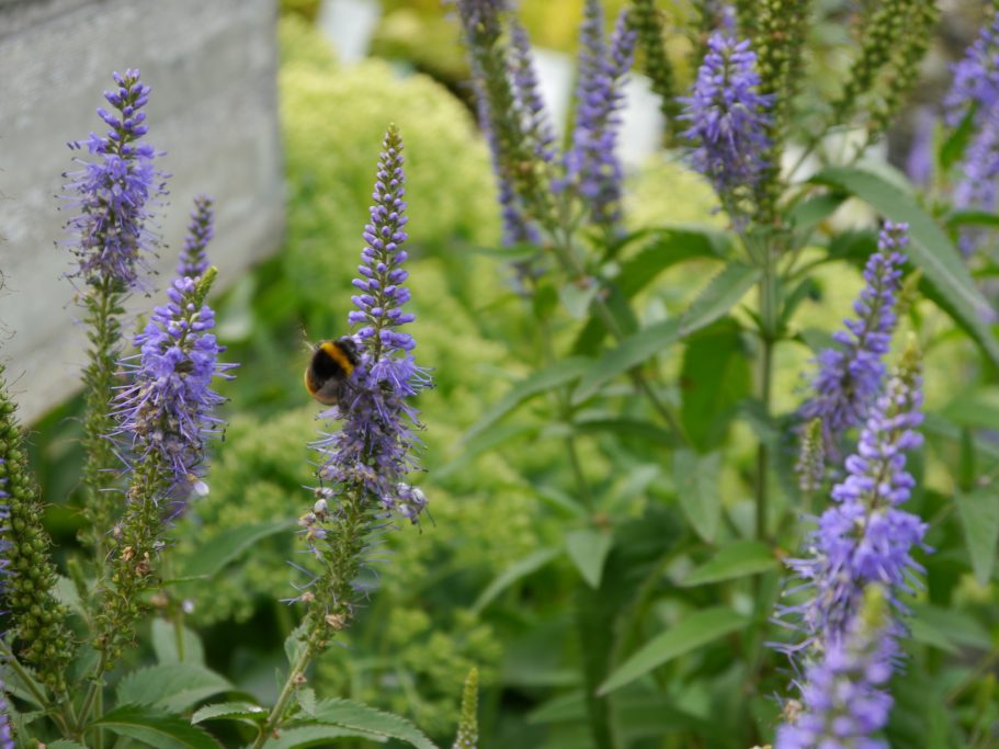 Lila Blumen mit einer Hummel, umgeben von grünen Pflanzen.